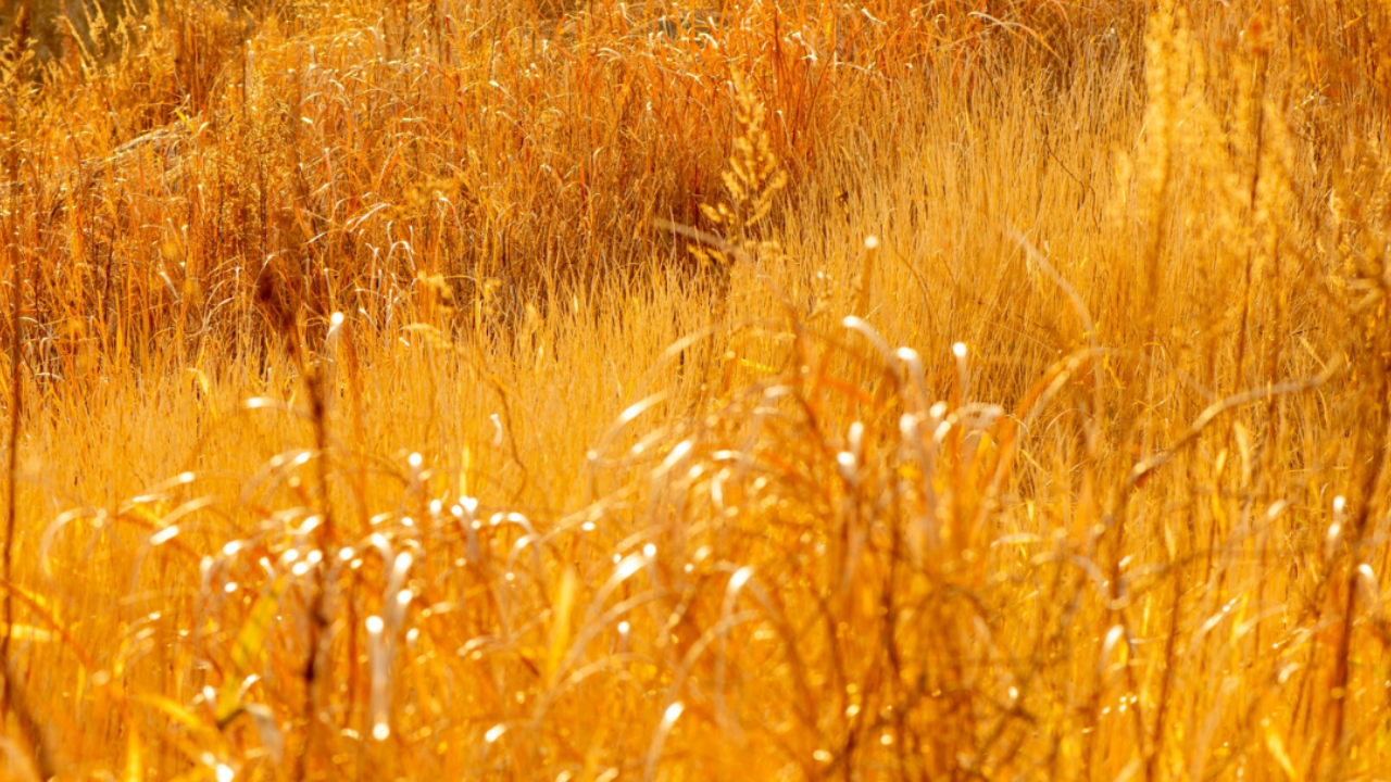 Tall prairie grass moving in the wind during late spring, reflecting seasonal energy shift and natural rhythms