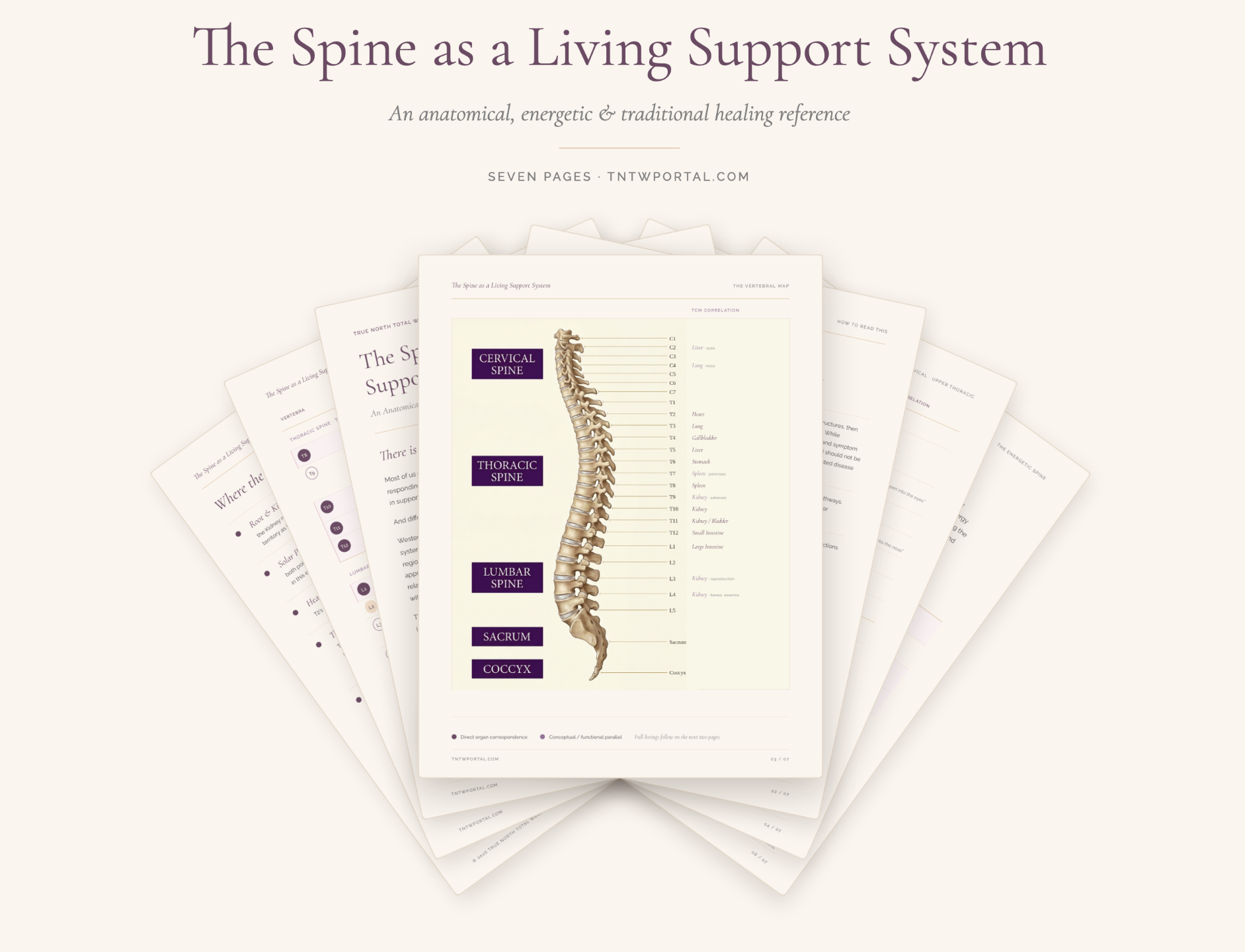 The Spine as a Living Support System — 7 page guide preview