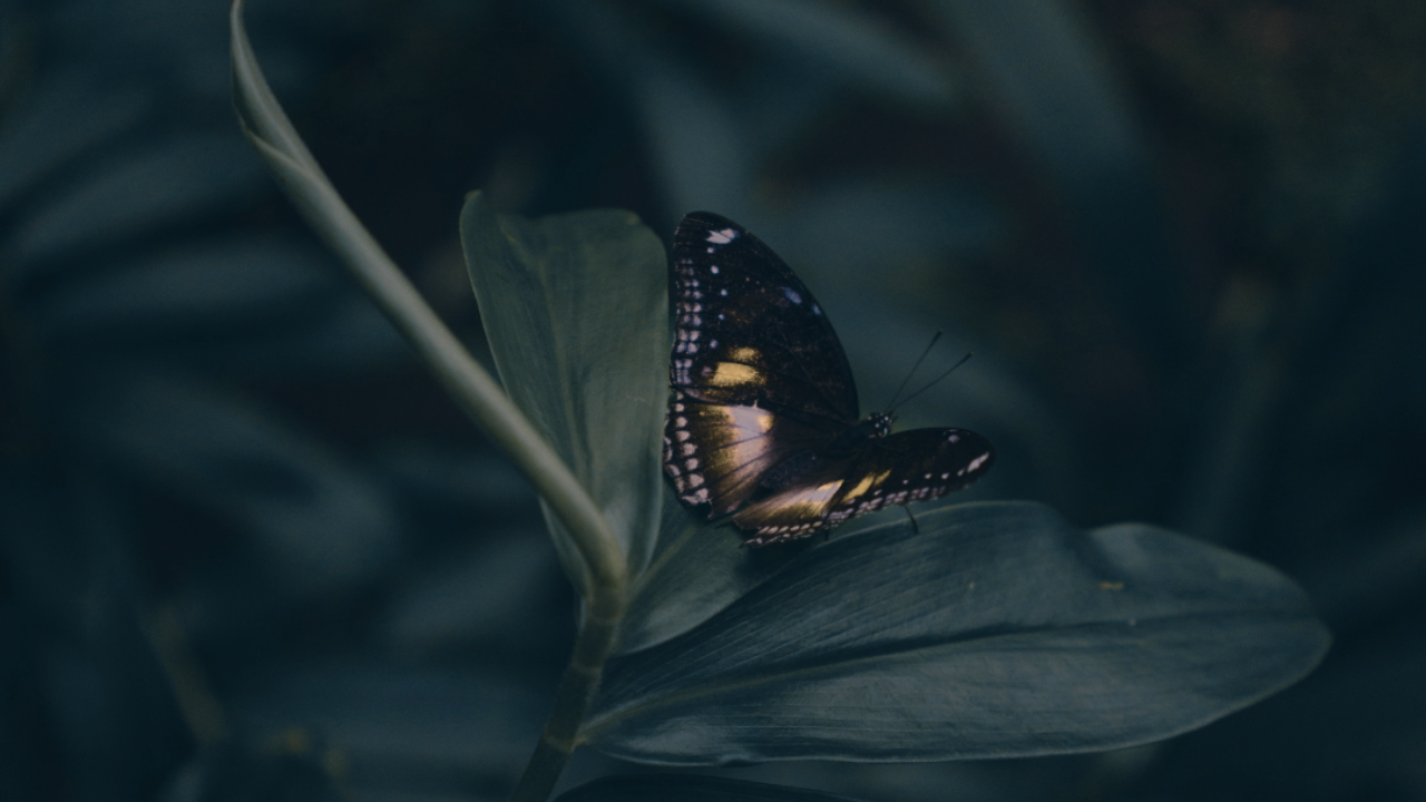 Dark butterfly with bronze and gold wings resting on deep green leaf, representing the spiritual metamorphosis and identity transformation as desires find their frequency