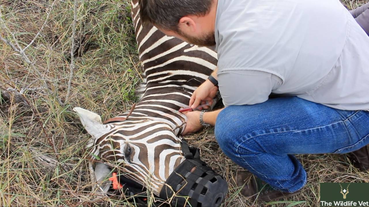 Zebra Capture and Transport Course