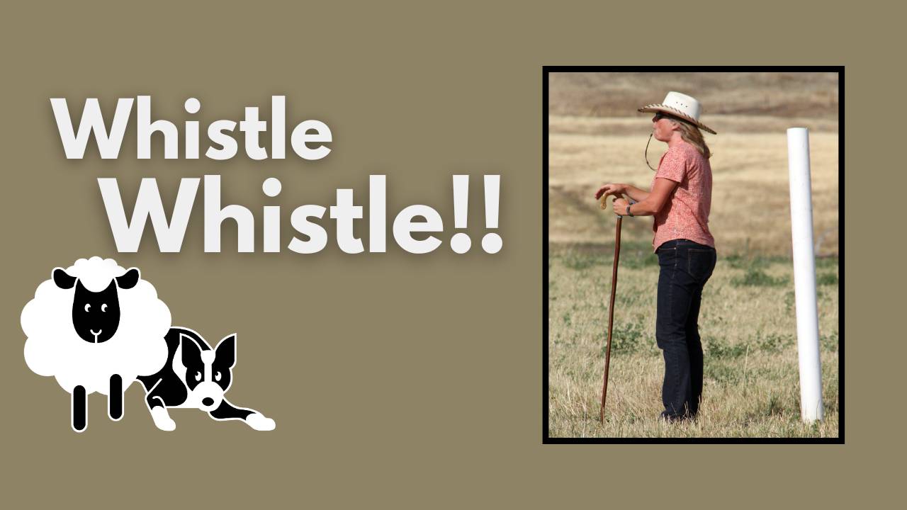 whistle-whistle-whistles-and-whistle-commands-for-herding-dogs