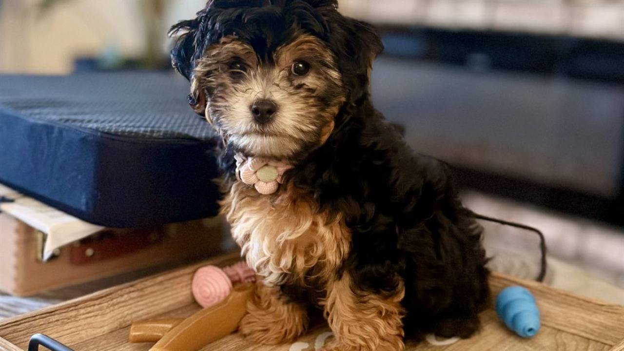 Mabel, Larry’s Malshipoo puppy, sitting on a tray of her toys