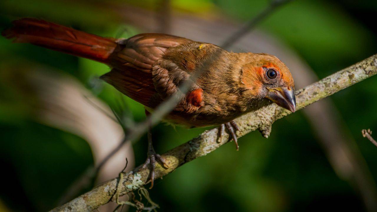Are Your Dreams Bird-Brained or Brilliant? | Career Coaching