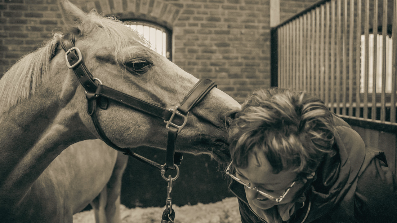 Kijken we naar het hele paard