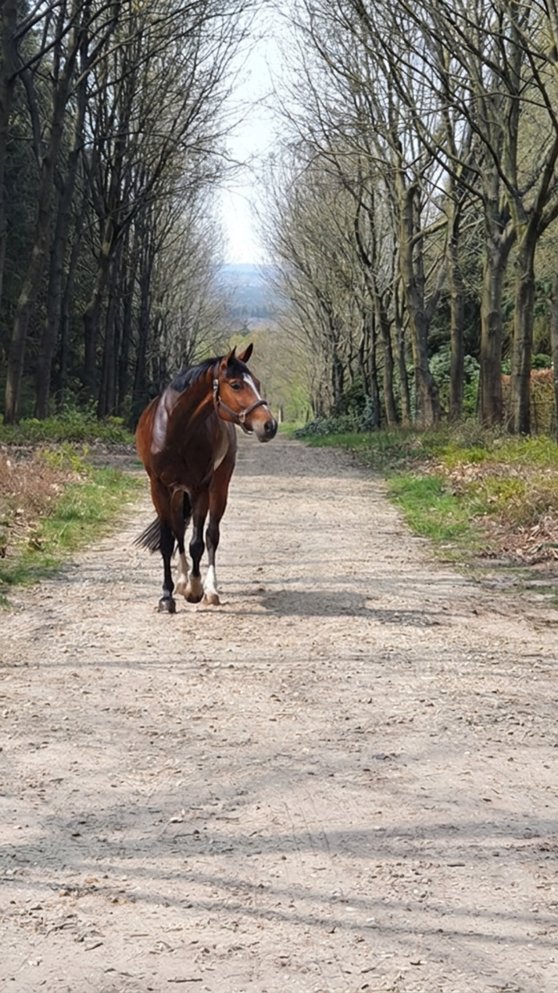 Paardenmassage licenties Massage HIppique