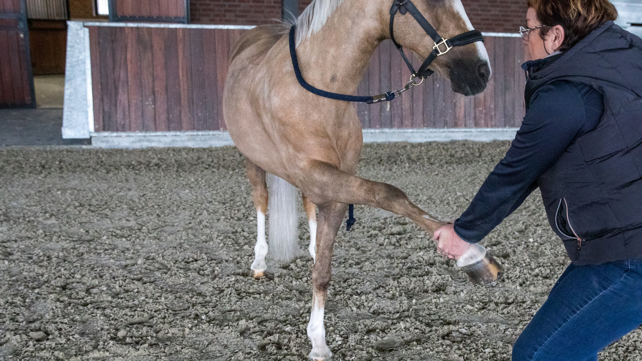 Equine Taping