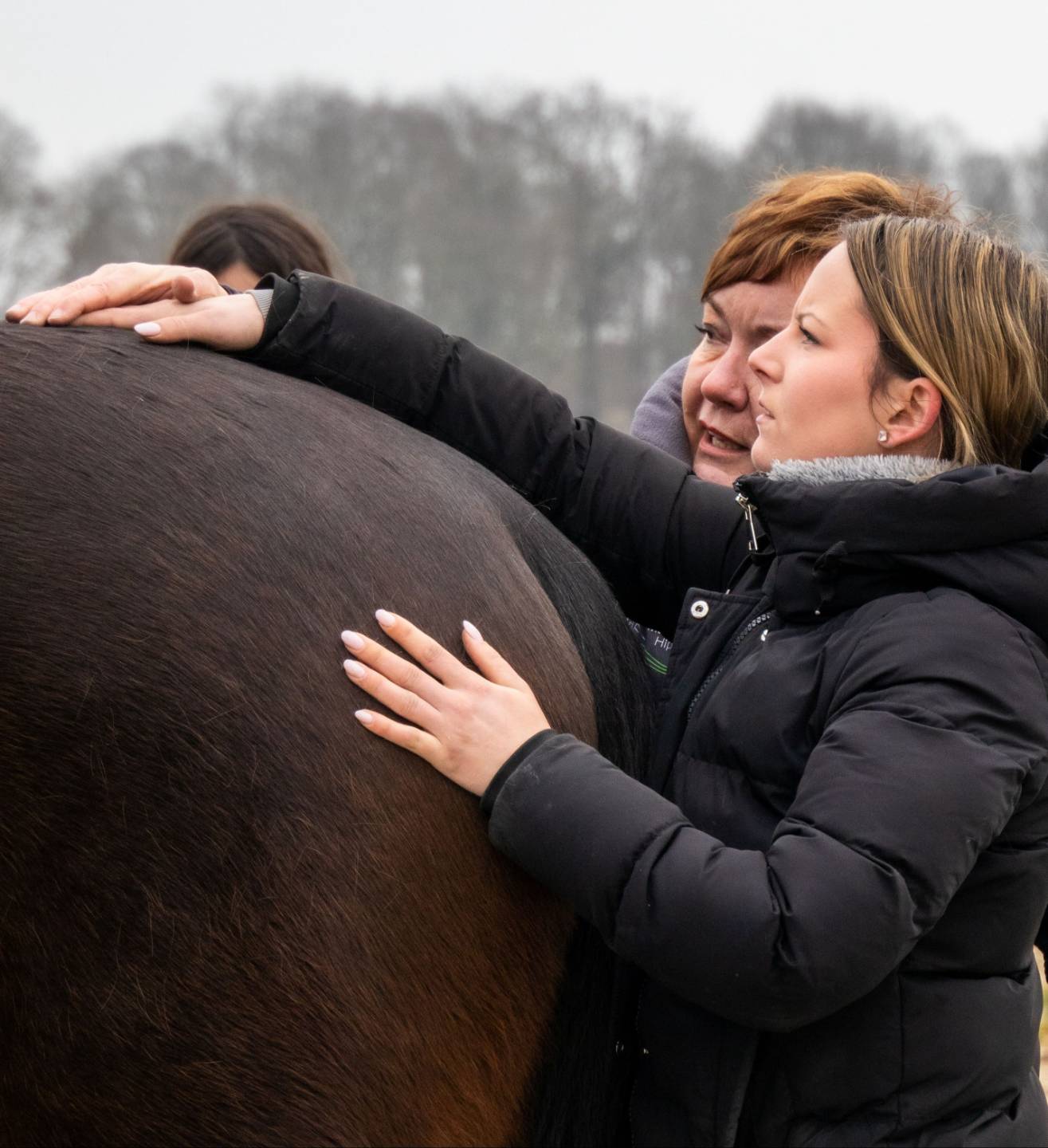 Licentie 2 Paardensportmasseur (opl-boog)