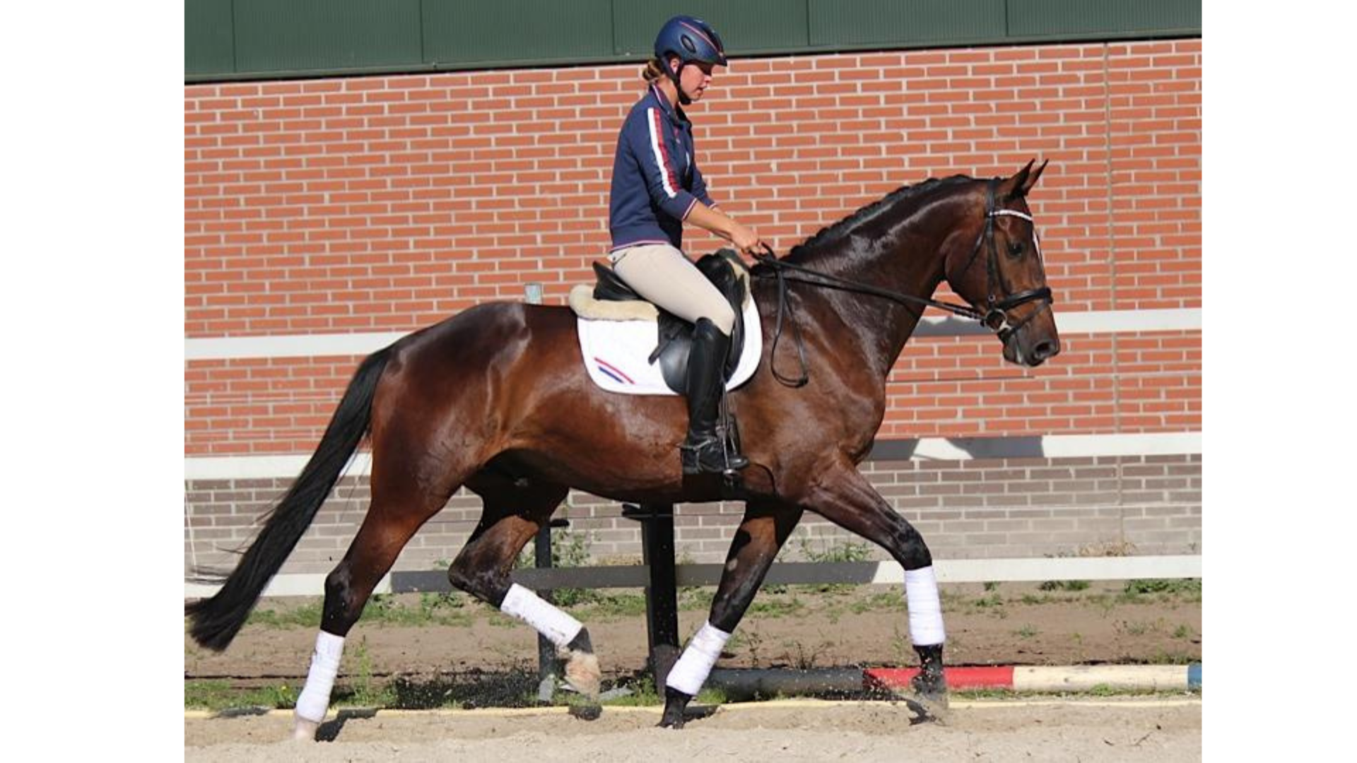 Ruiter en paard in draf in de rijbaan