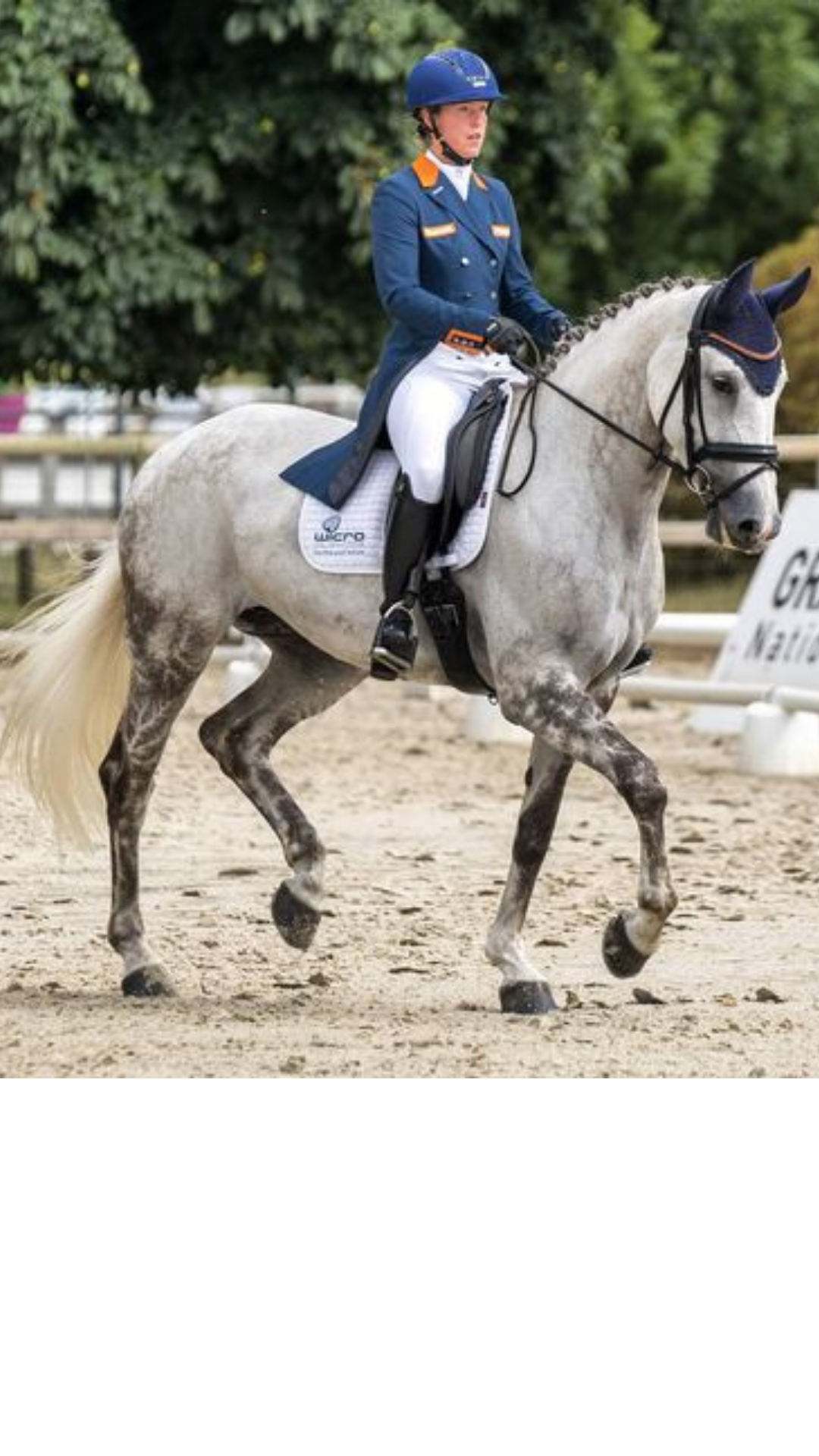 Schimmel met ruiter in de dressuurring