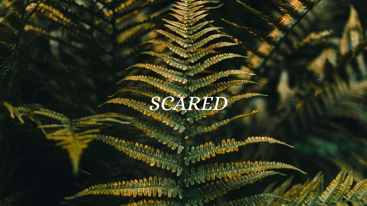 words 'To the scared souls' in white on a background of a picture of a fern