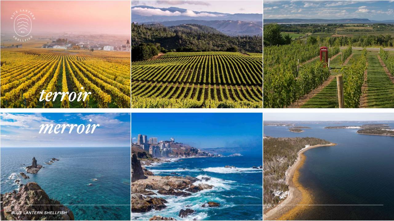 Tasting the Sea: The Merroir of Scallops