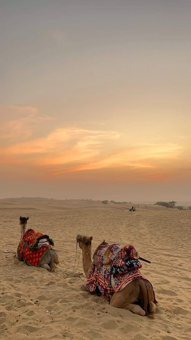 Rajasthan - photo 2