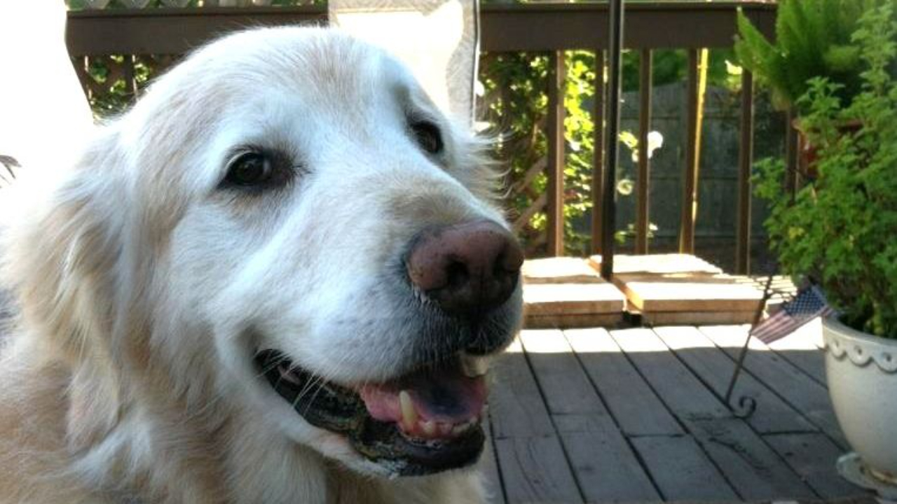 Rugby the Golden Retriever — leadership lesson from Tom Siciliano TS Business Coaching