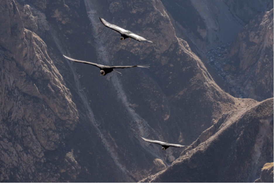 Colca Canyon Journey through the Andes to Colca Canyon Fabiola Baughman
