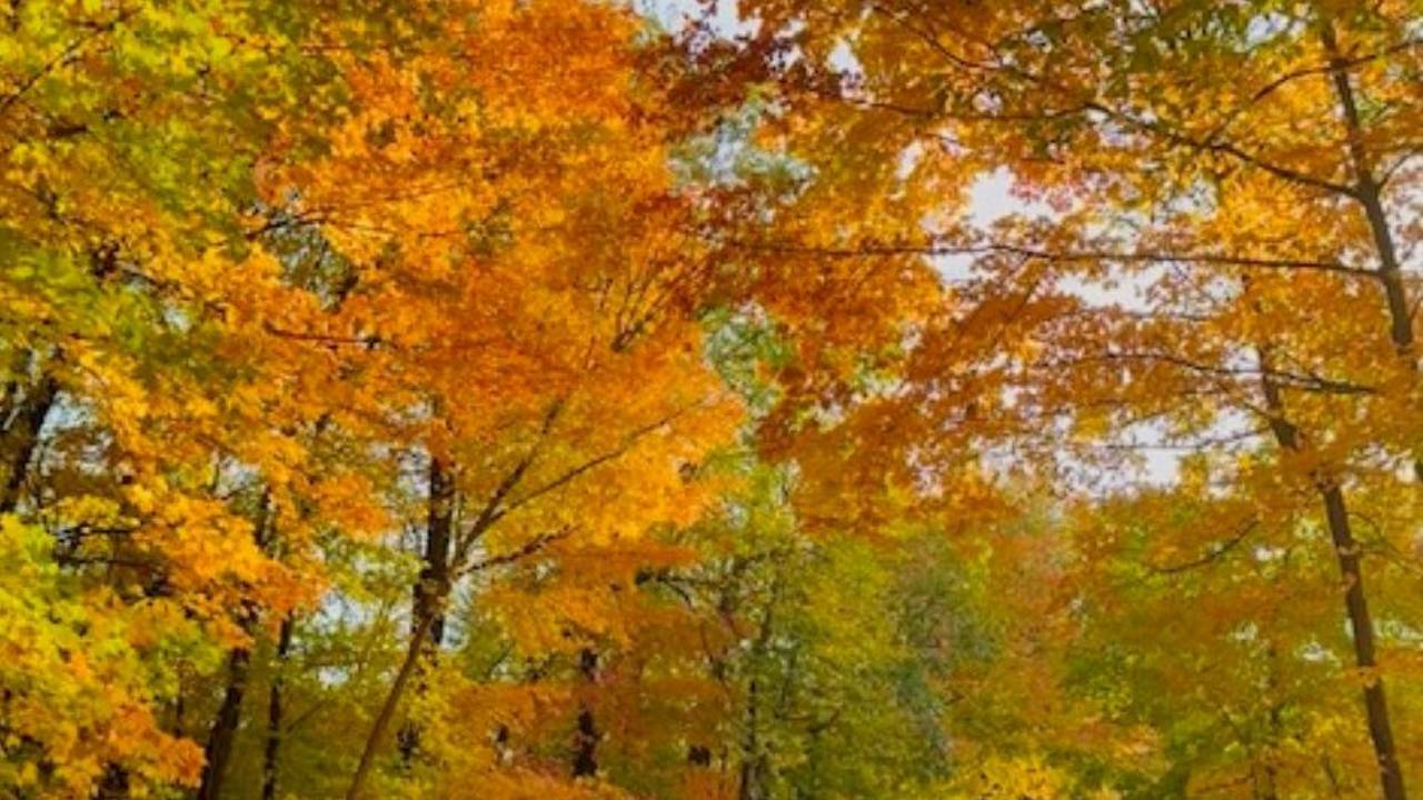 fall leaves in colors of yellow, orange and green