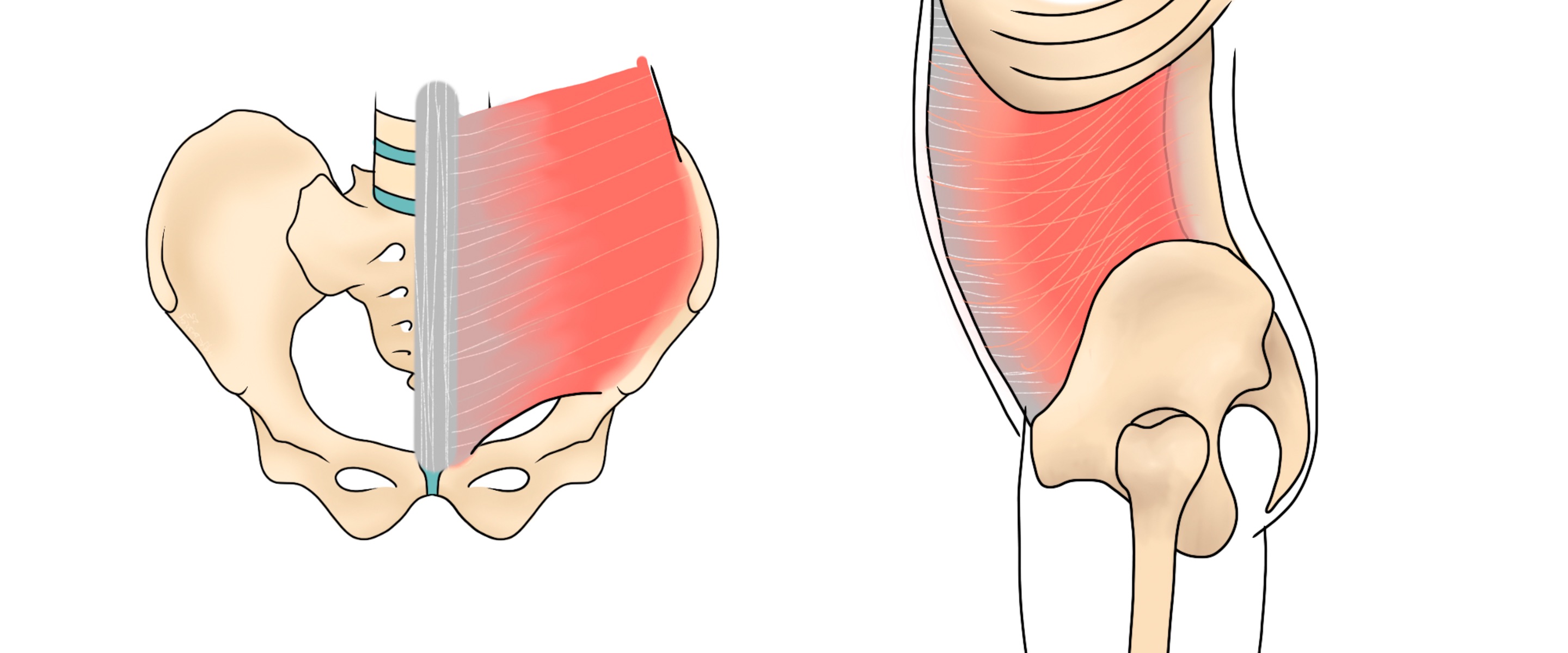 illustration of the transverse abdominis wrapping around the torso, anterior and lateral views