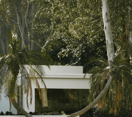 The main building at Austinvilla Estate seen through the palms and trees