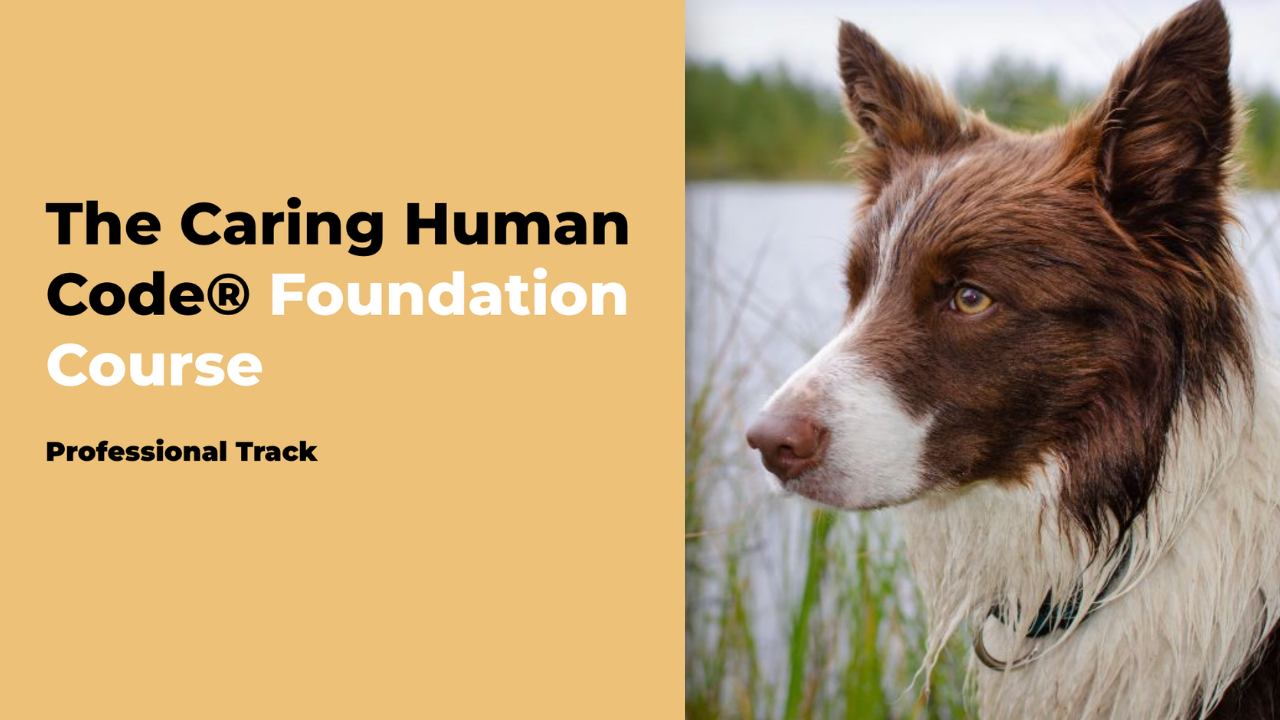 Foundation Course for Dog Professionals by Nordic School for Dog Professionals, featuring a close-up of a sable and white Rough Collie with a long, flowing coat and attentive expression alongside course title text on a green background