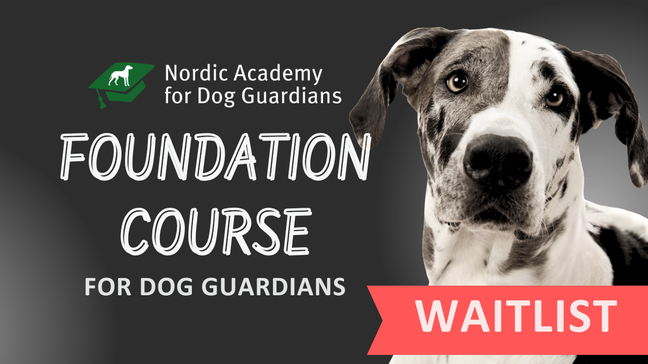 Image for Foundation Course for Dog Guardians by Nordic Academy for Dog Guardians, featuring a close-up of a black-and-white Great Dane with a gentle, attentive expression alongside course title text on a dark background