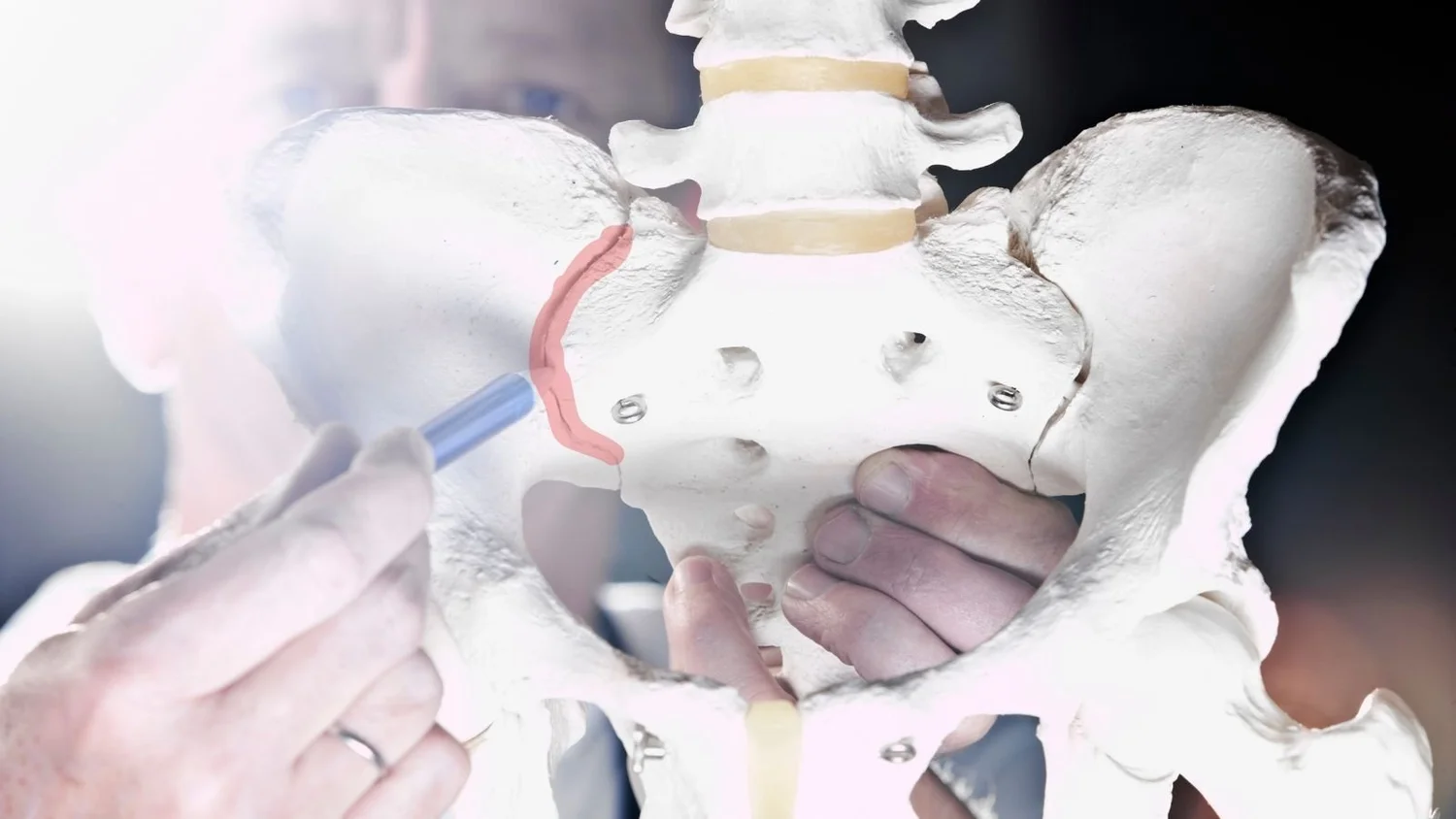 Anatomisk modell av bäckenet där en hand pekar på SI-leden