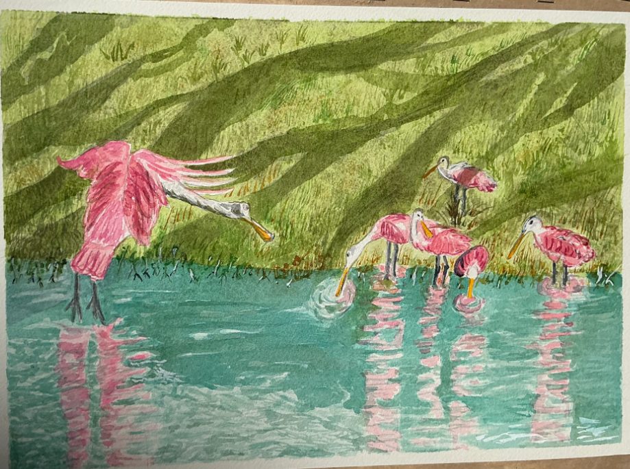 Watercolor of roseate spoonbills over green water