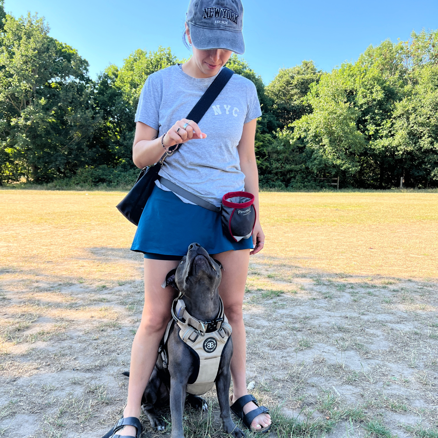 Dog training classes