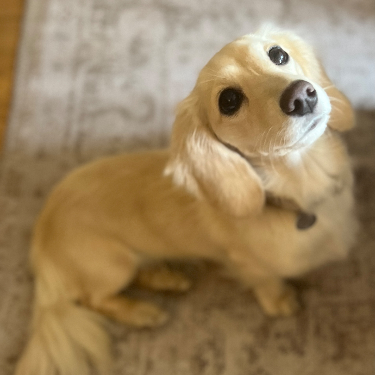 Puppy training classes 