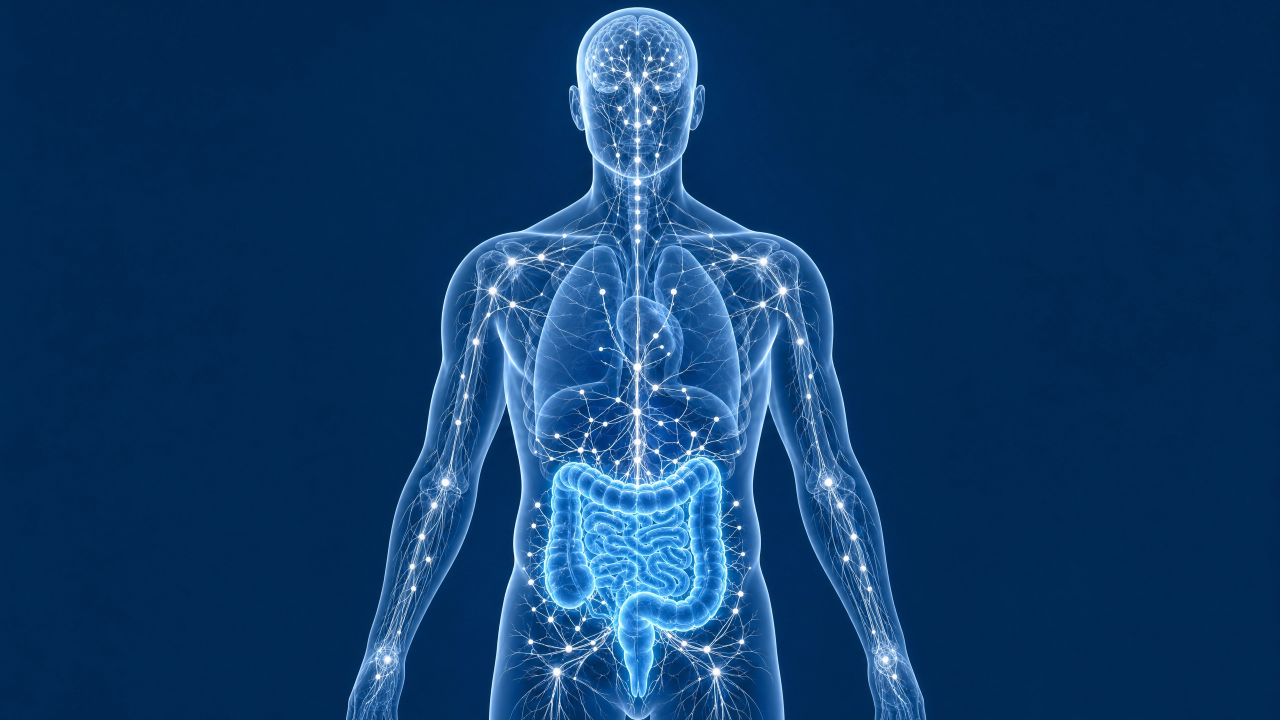 Illustrated human body showing the gut-immune network — representing the link between autoimmune disease and gut health.