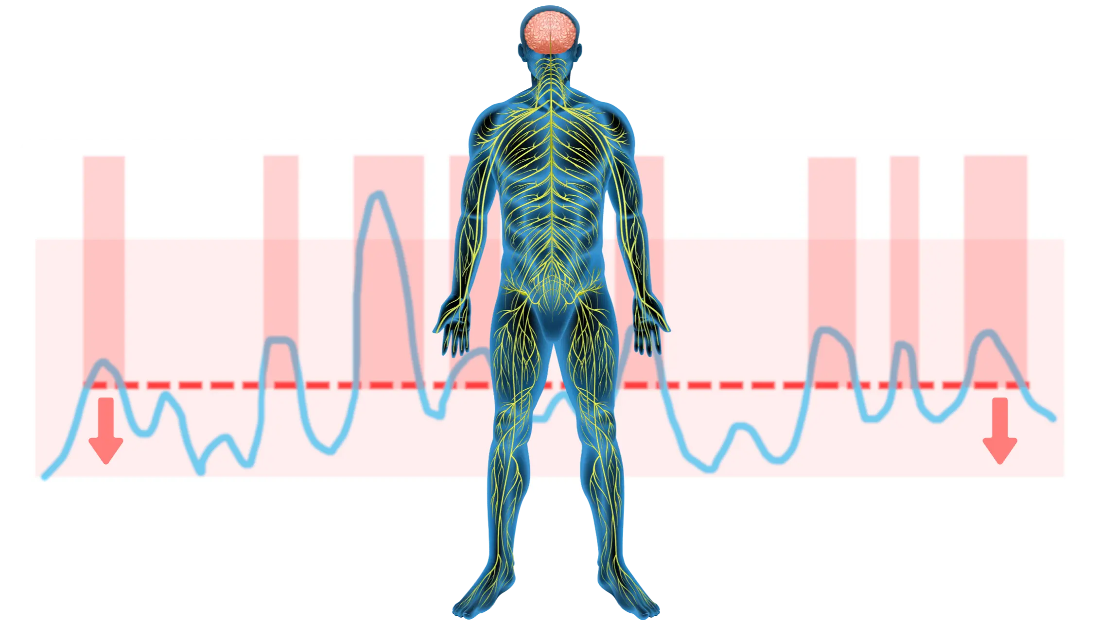 Nervous system regulation graphic