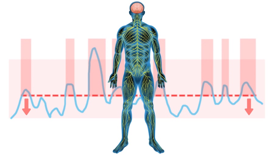 Nervous system regulation graphic