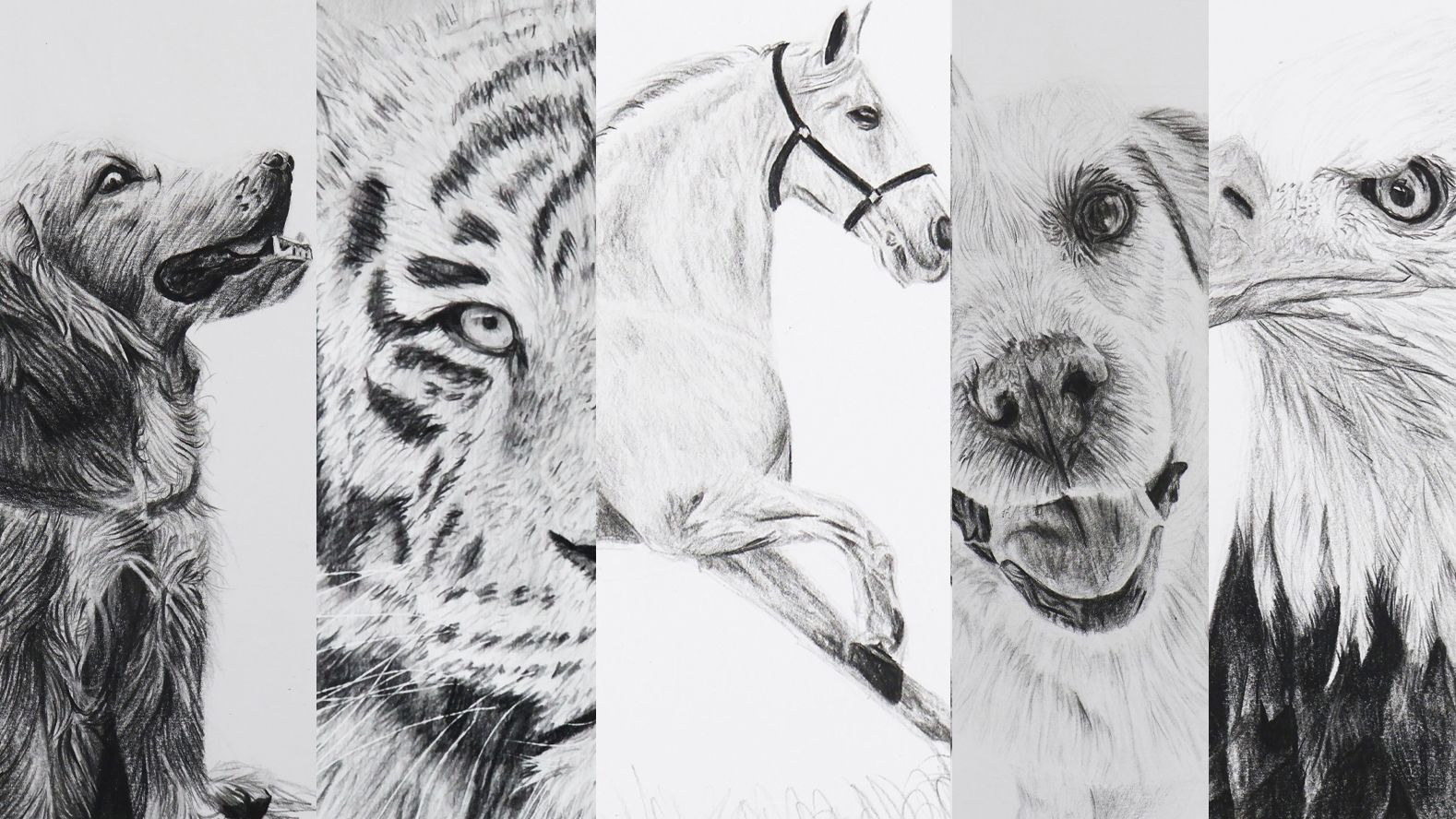 Cours de dessin pour apprendre à représenter la texture du pelage
