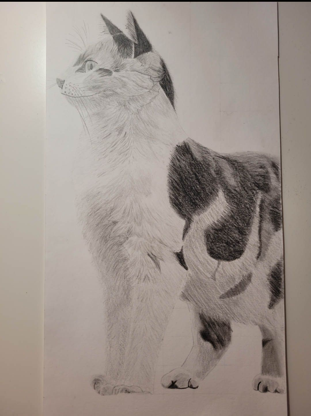 dessin chat travail texture