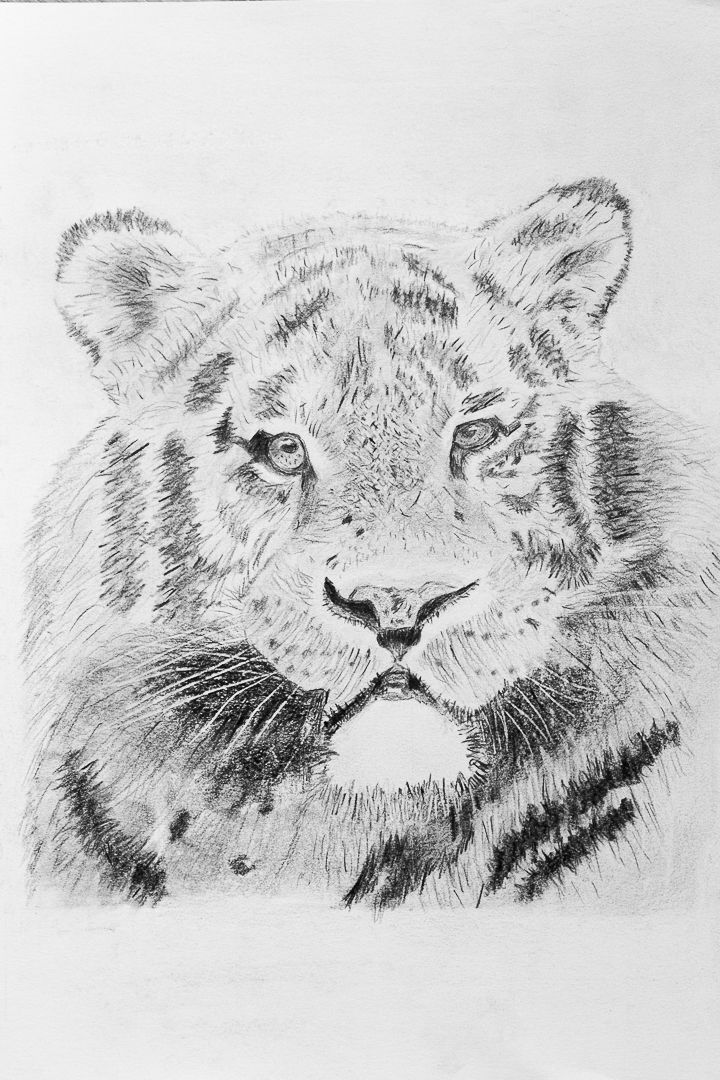 dessin tigre travail texture