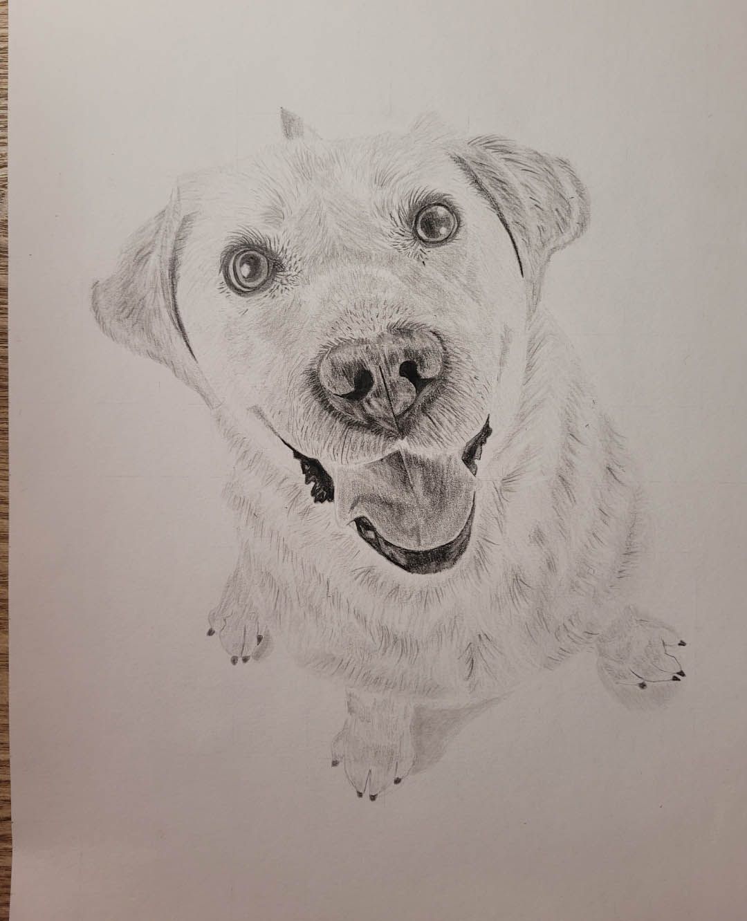 dessin labrador travail texture