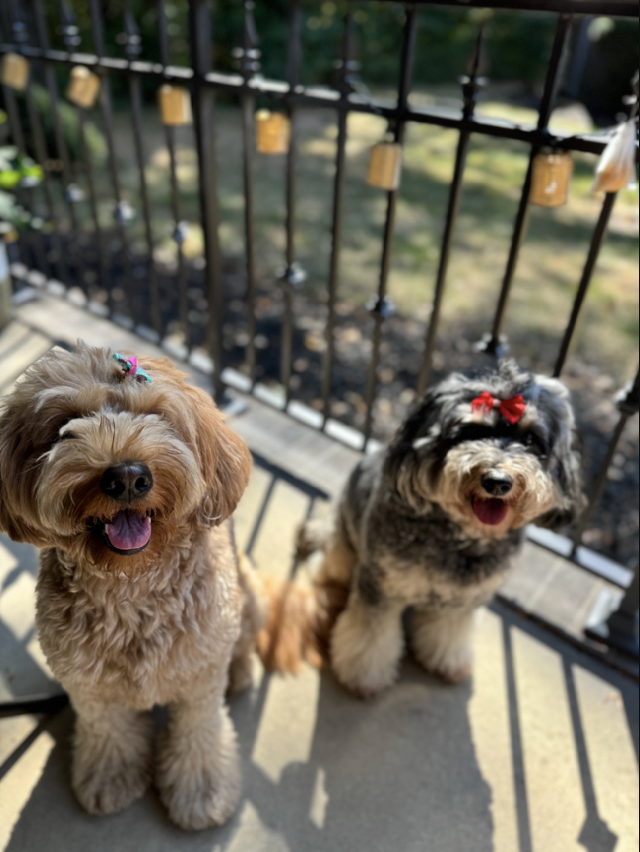 Nala and Luna