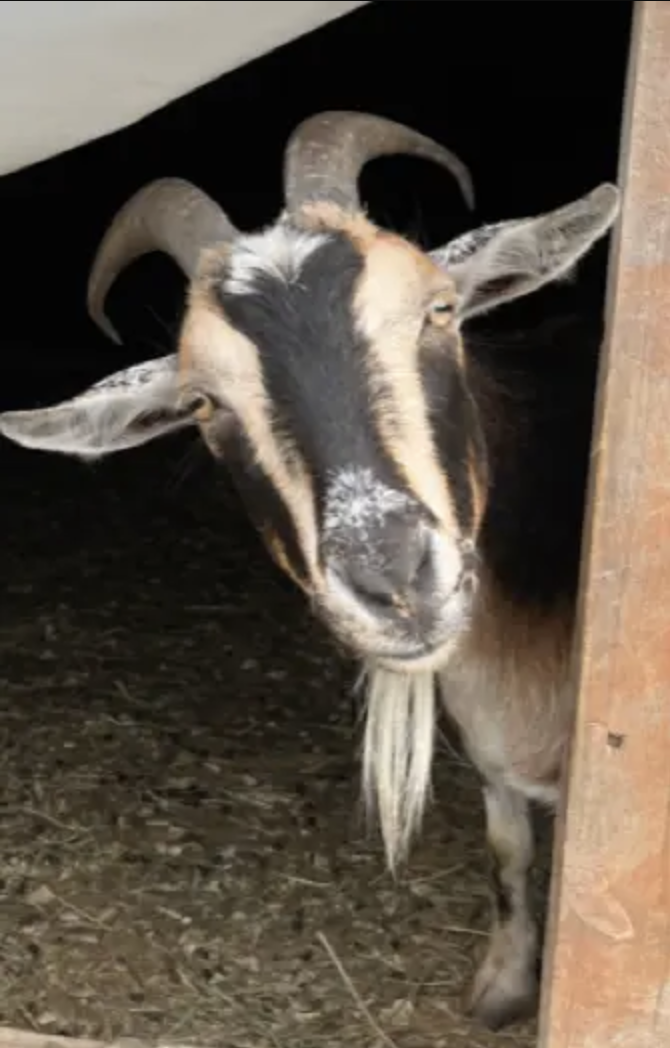 Cookie the goat