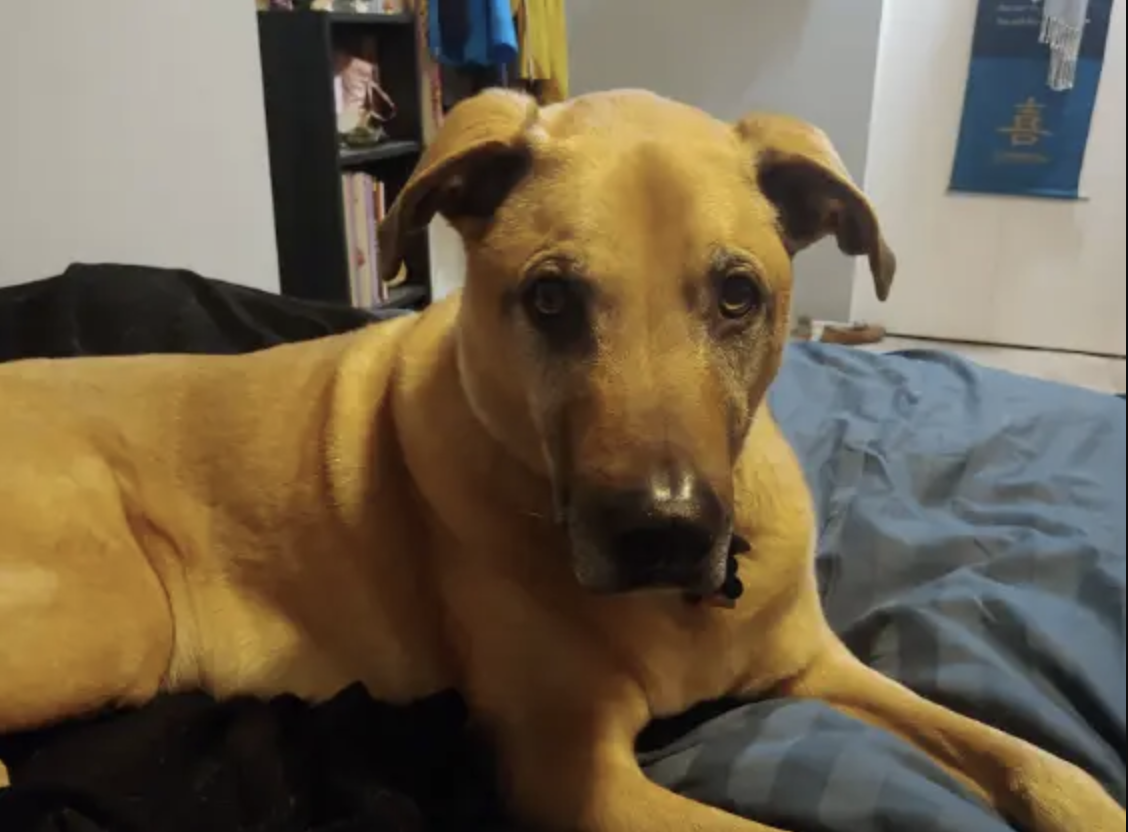 Diesel the dog