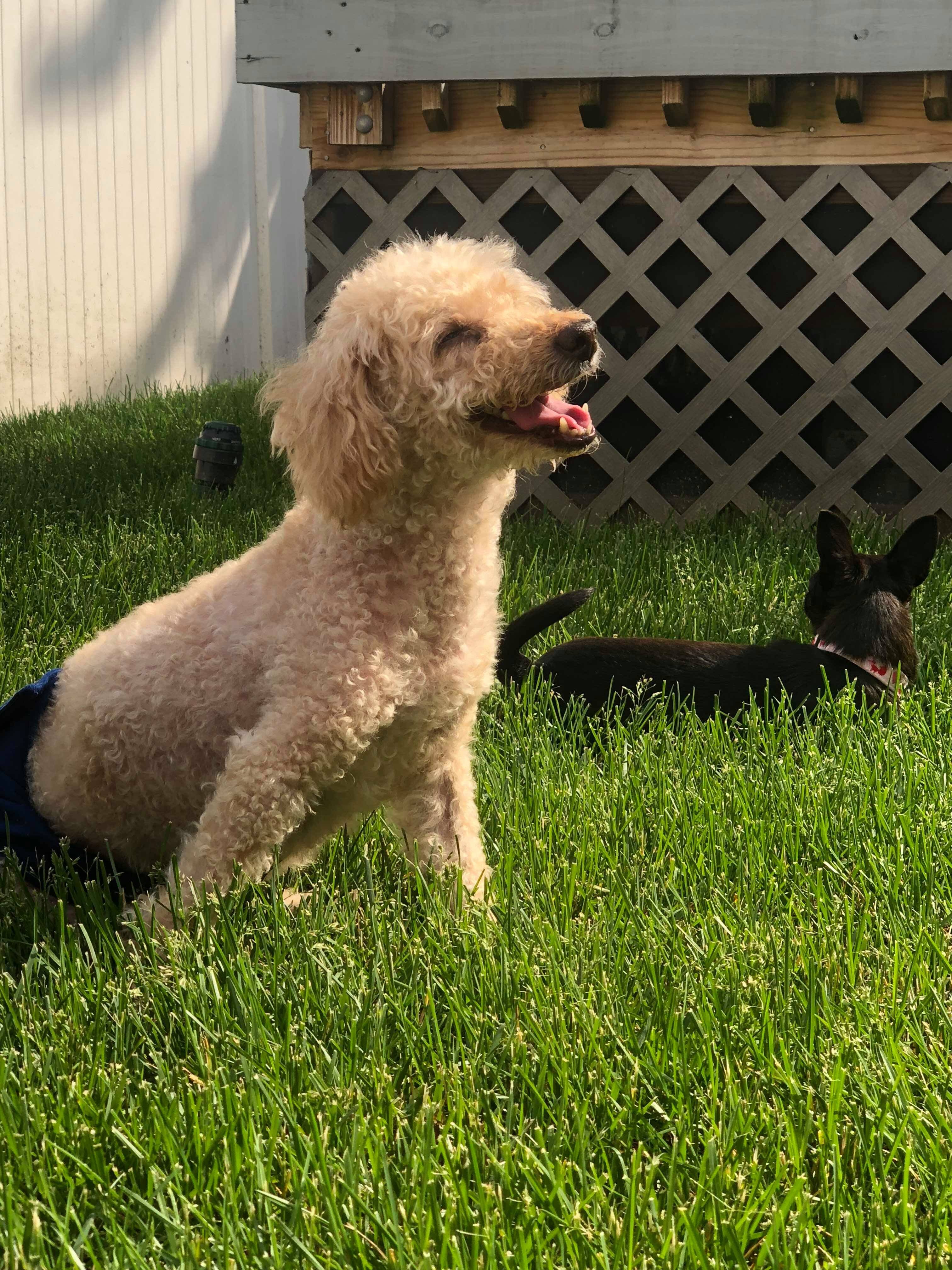 Dexter, Megan's cockapoo, sitting in the grass