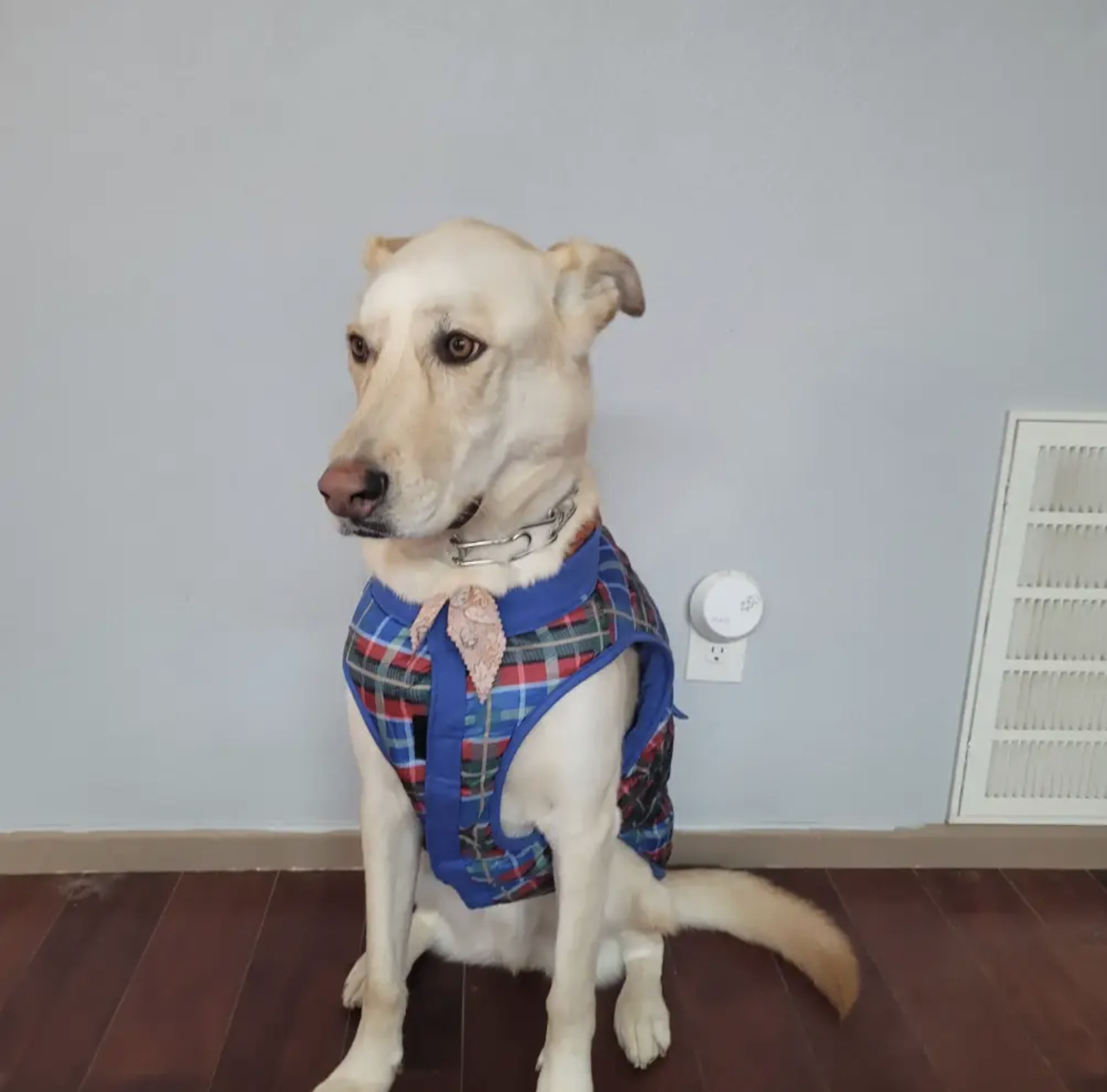 Bel dog