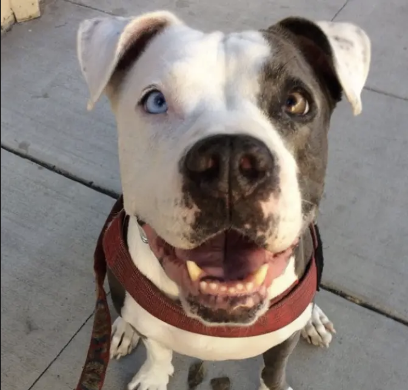 Floyd the dog