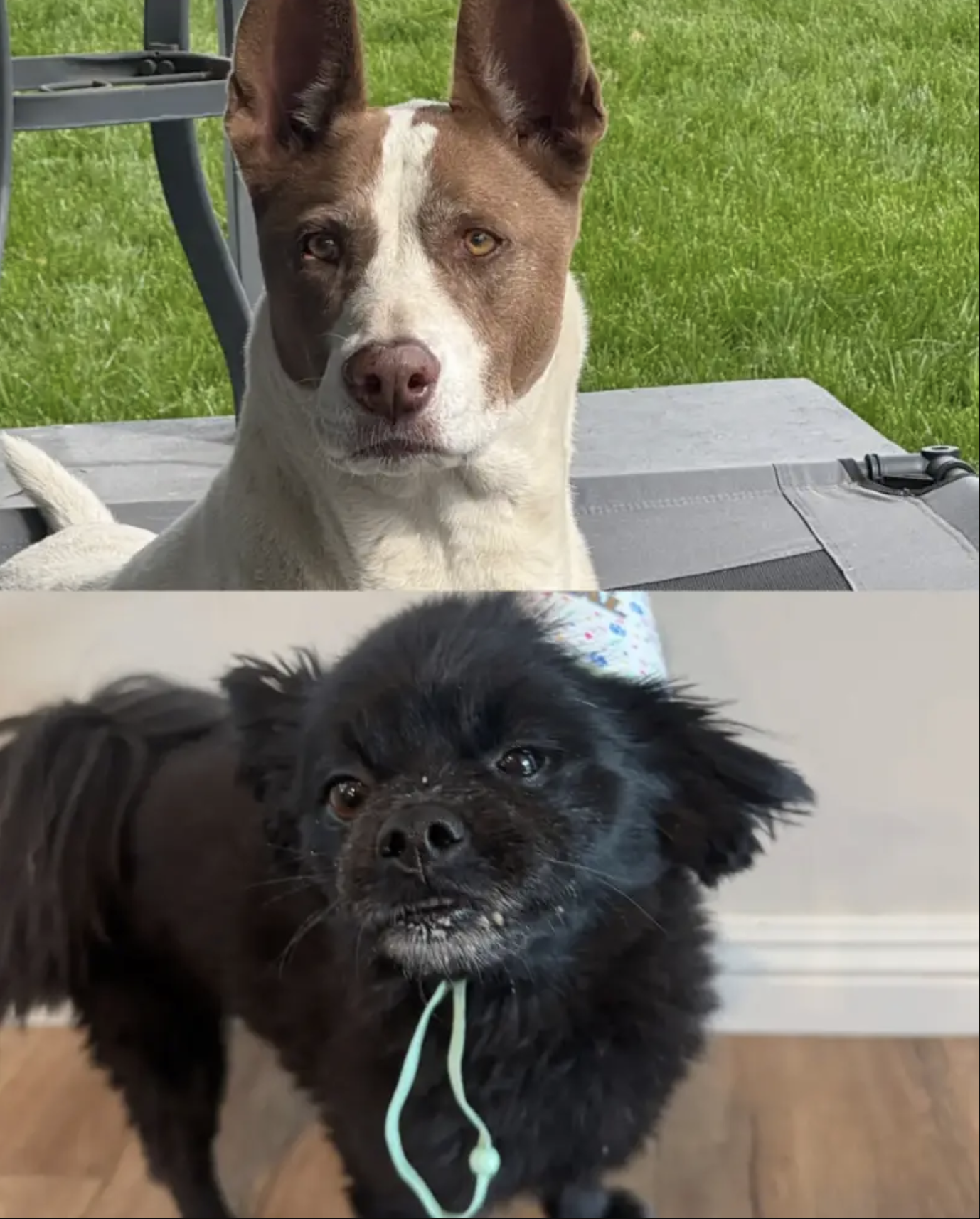Ookii and Snickers