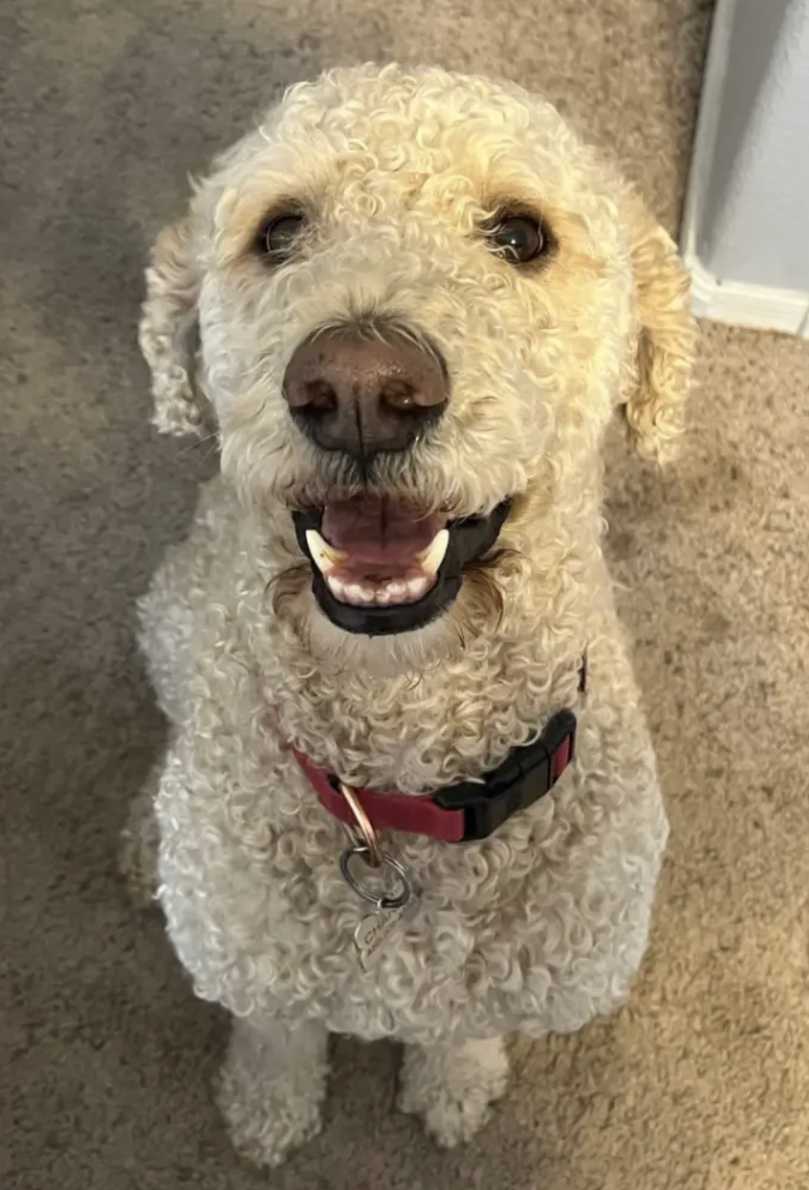 Charlie the dog