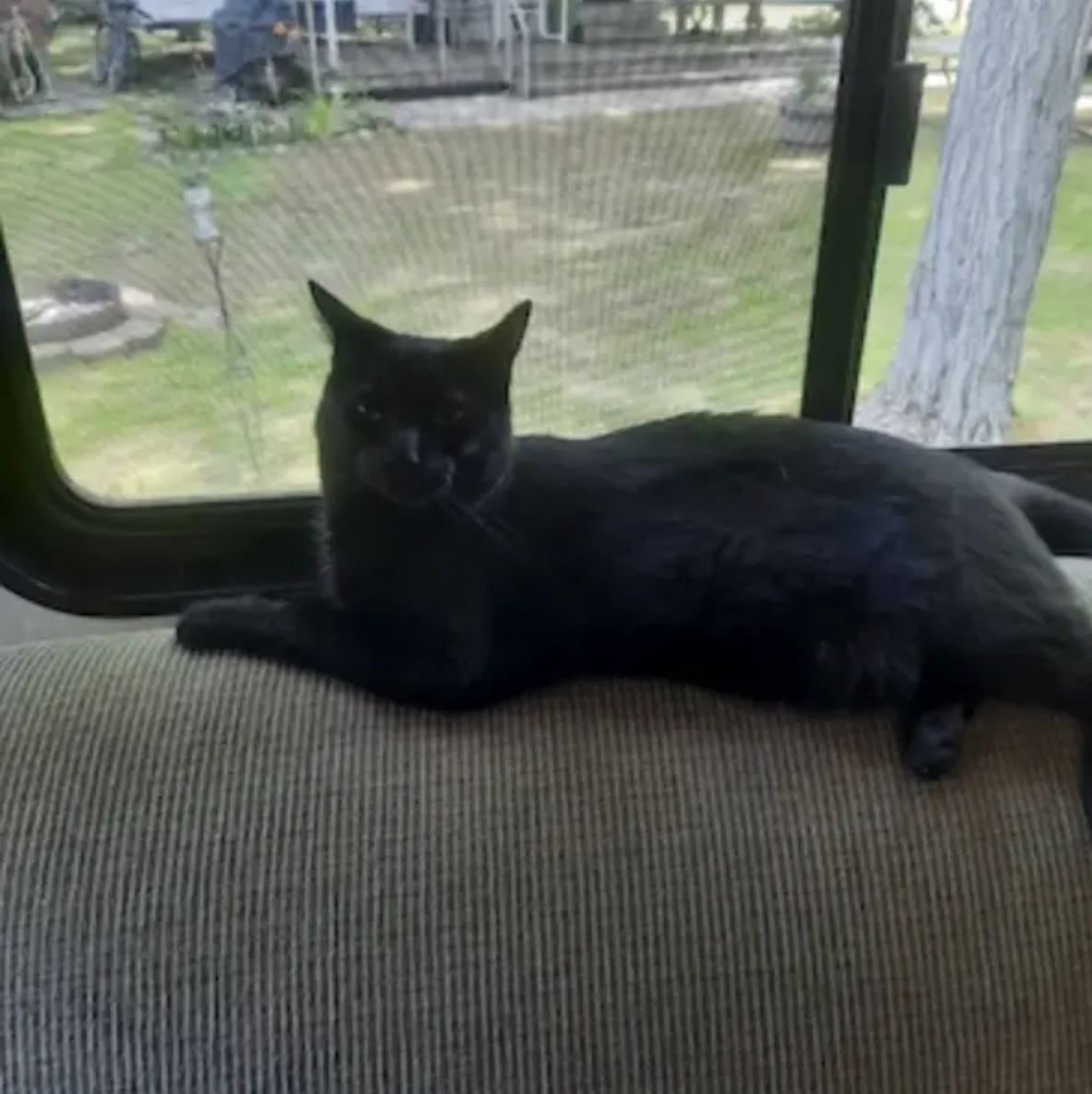 Harley the cat