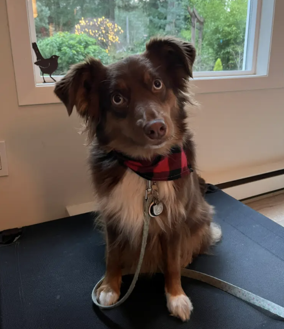Willow the dog