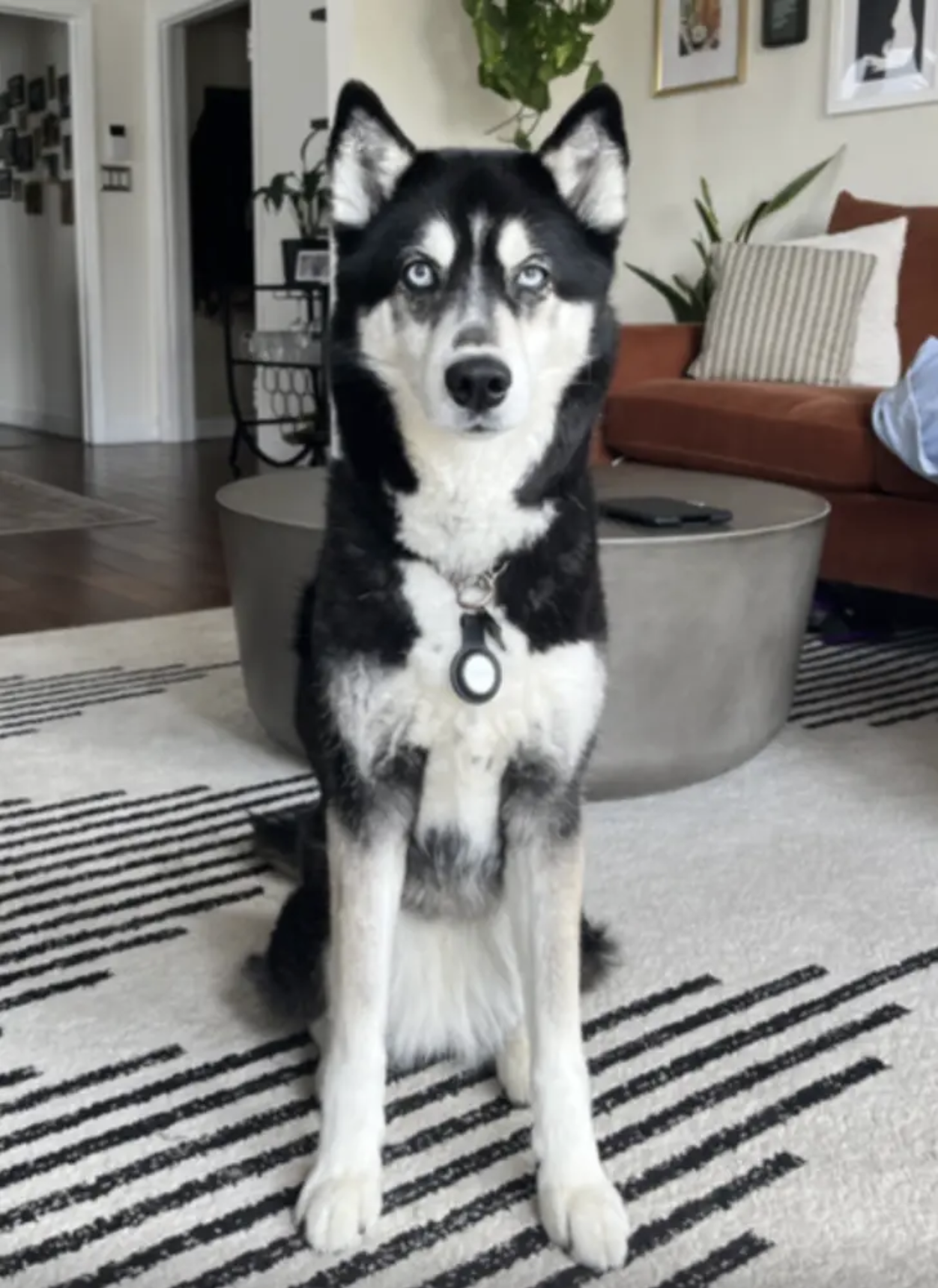 Maya the dog
