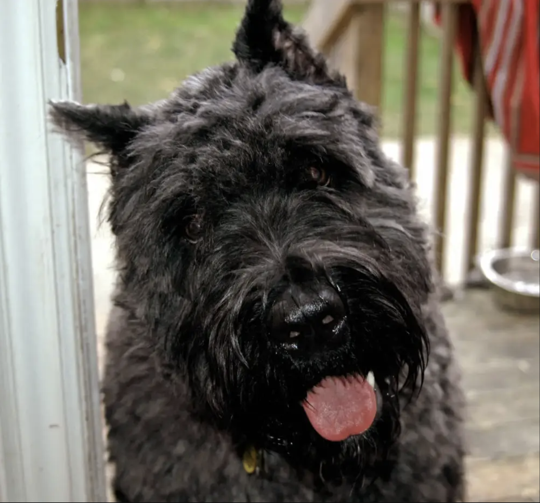 Dexter the dog