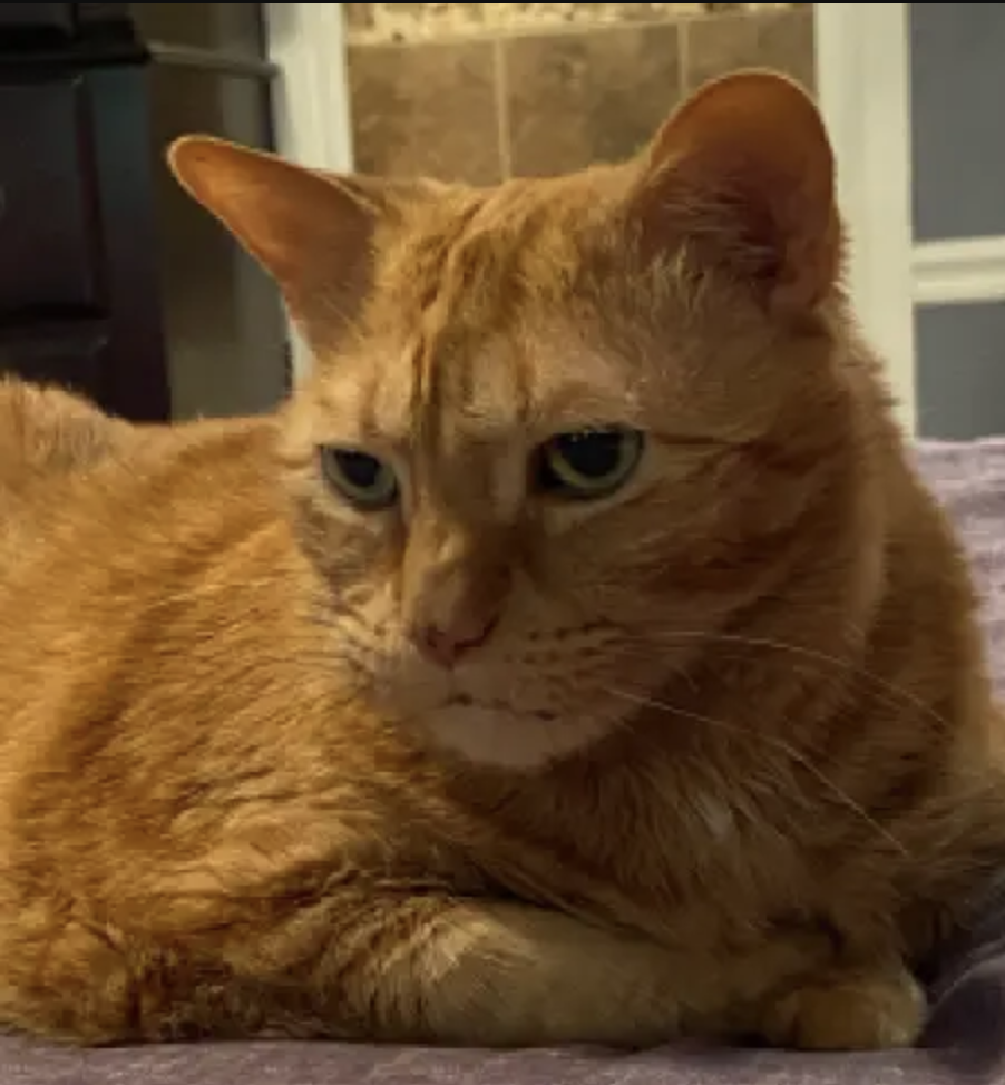 Lucy the cat