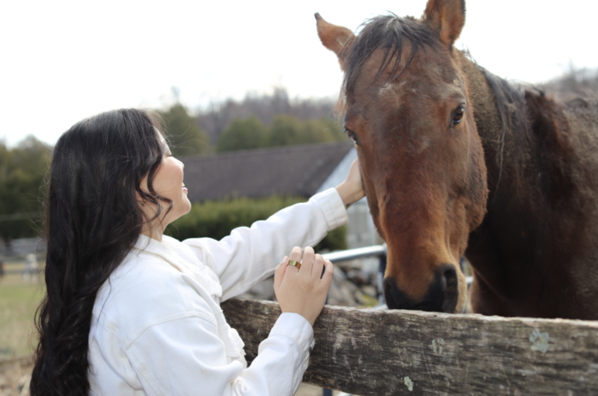 Cepheus the horse