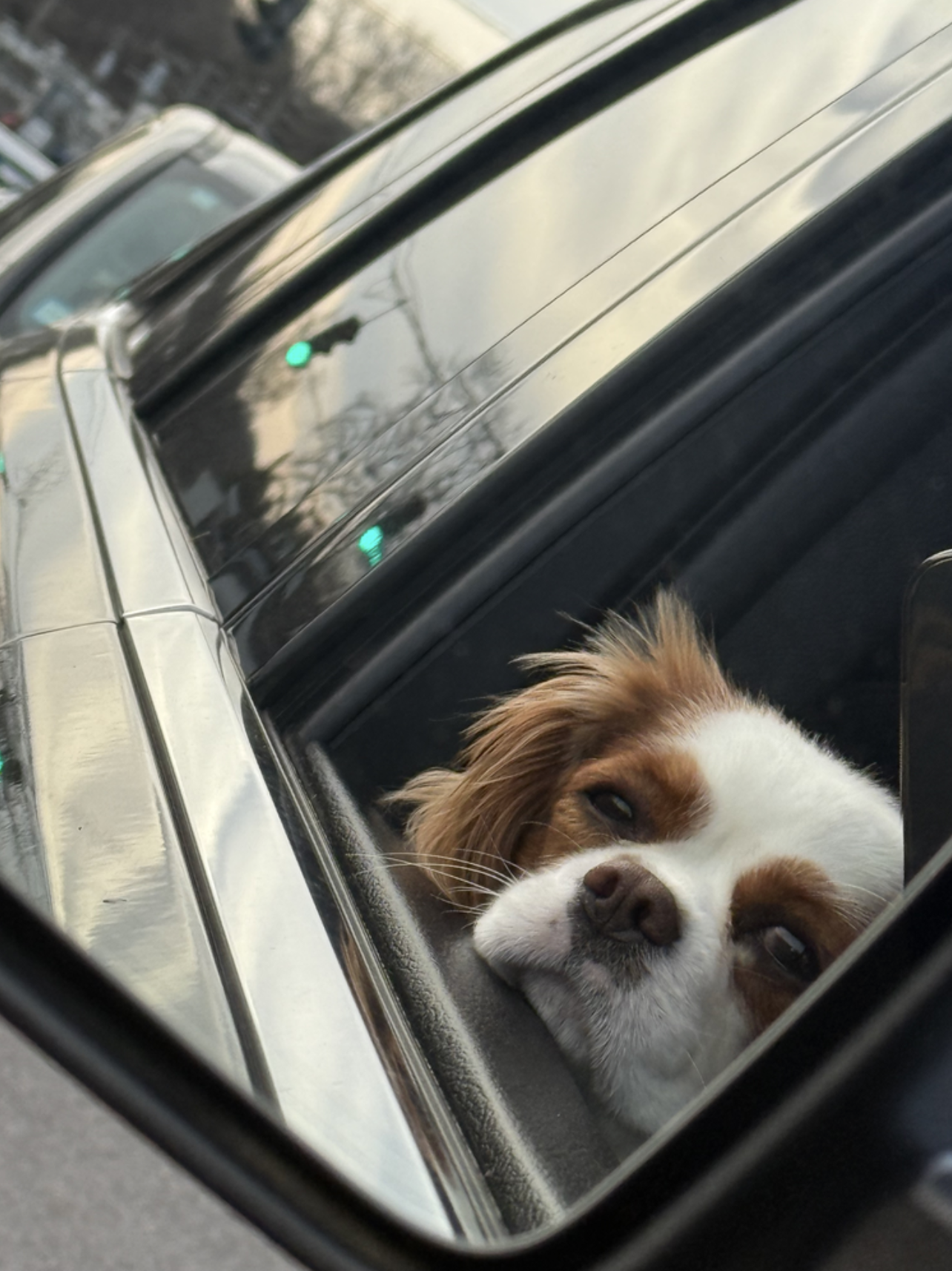 Dona the dog