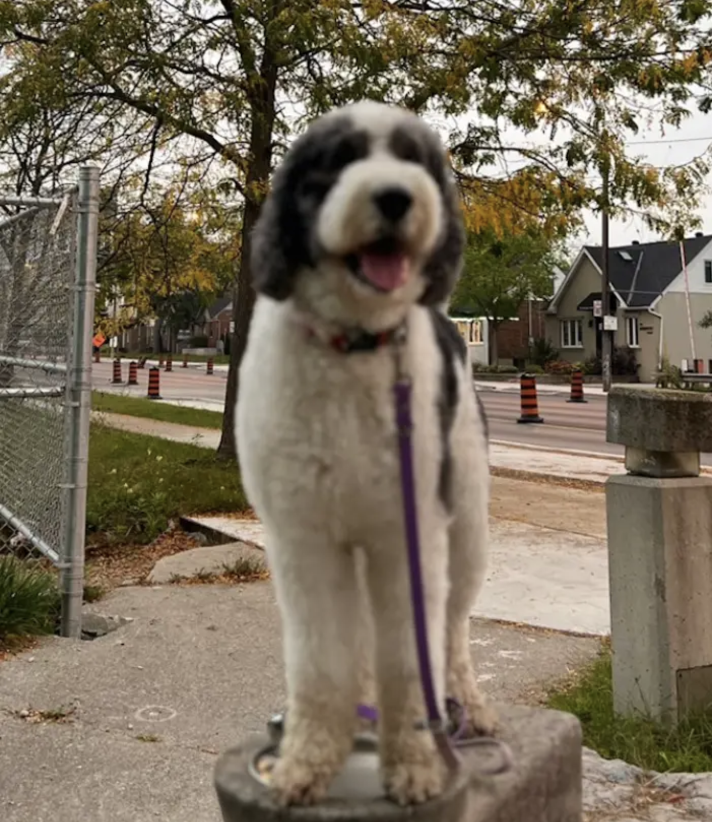 P.S. dog